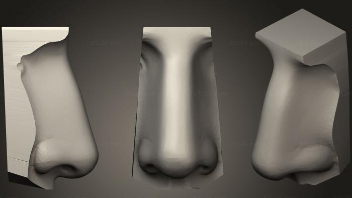 Анатомия скелеты и черепа (Naso, ANTM_0918) 3D модель для ЧПУ станка